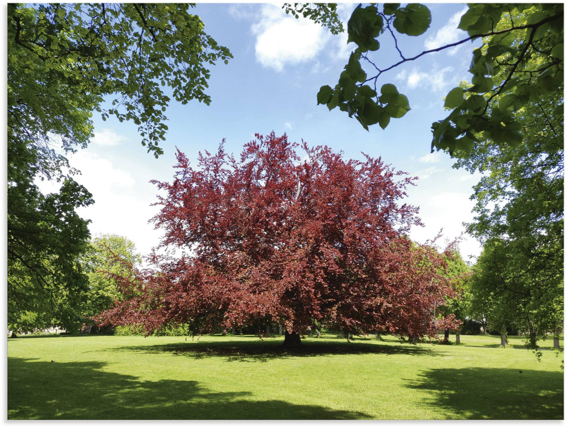 Artland Alu-Dibond-Druck »Blutbuche im Park«, Wiesen & Baumbilder, (1 St.), für Innen- und Aussenbereich geeignet, Outdoorbild von Artland