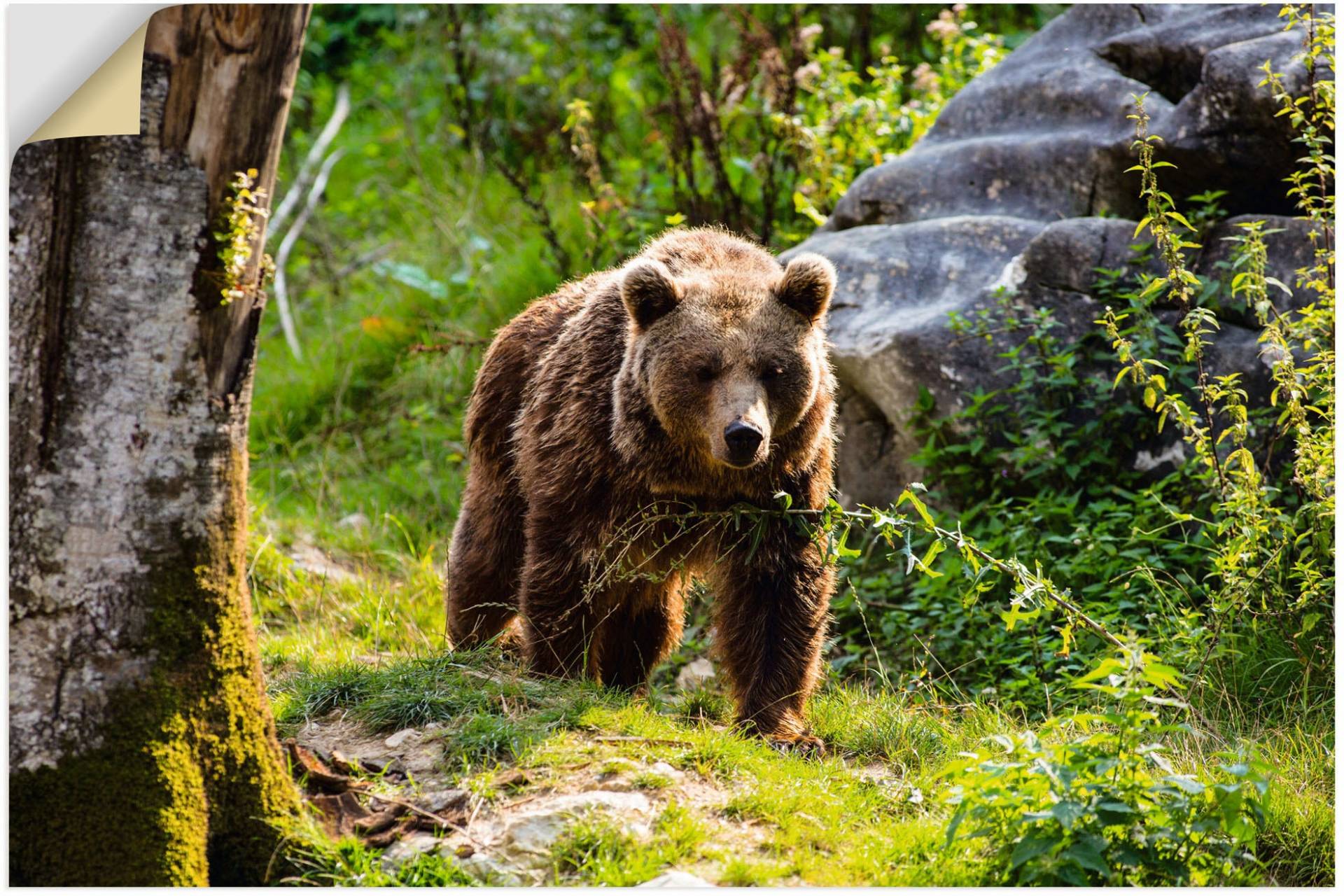 Artland Alu-Dibond-Druck »Braunbär auf Wanderung«, Bären, (1 St.), für Innen- und Aussenbereich geeignet, Outdoorbild von Artland