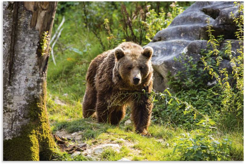 Artland Alu-Dibond-Druck »Braunbär auf Wanderung«, Bären, (1 St.), für Innen- und Aussenbereich geeignet, Outdoorbild von Artland