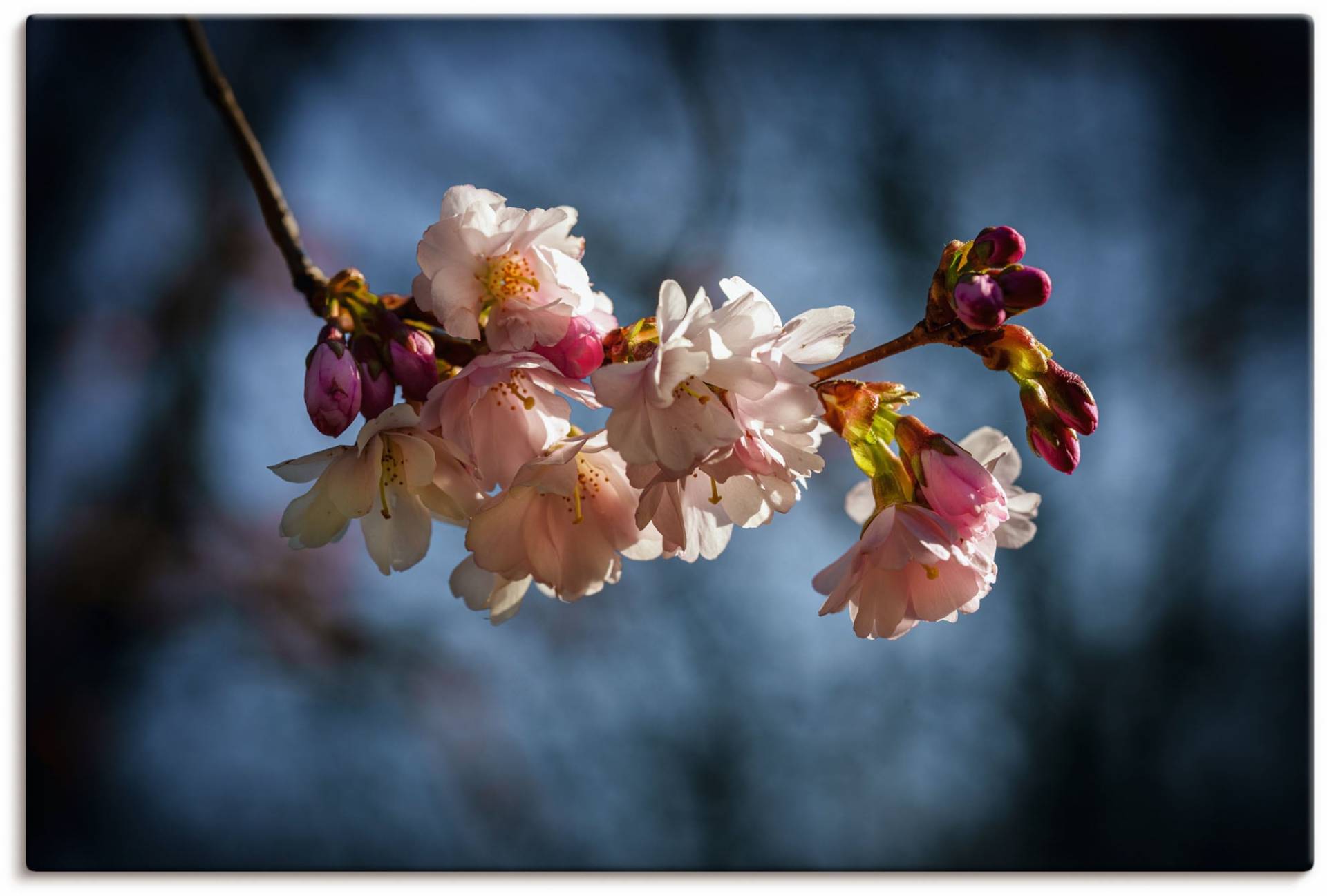 Artland Alu-Dibond-Druck »Kirschblüte im Frühling«, Blumenbilder, (1 St.), für Innen- und Aussenbereich geeignet, Outdoorbild von Artland