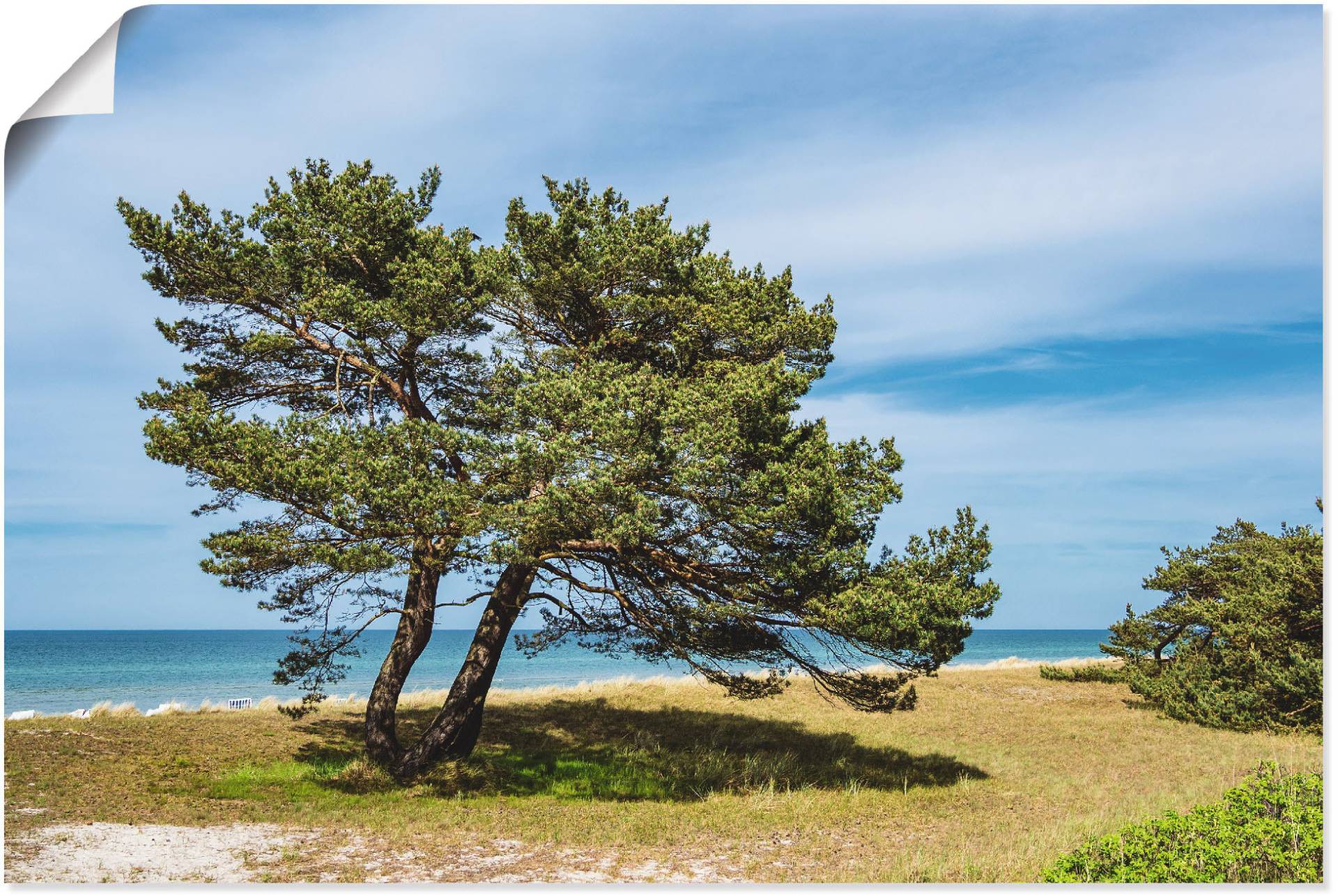 Artland Alu-Dibond-Druck »Küstenwald auf dem Fischland-Darss«, Küste, (1 St.), für Innen- und Aussenbereich geeignet, Outdoorbild von Artland