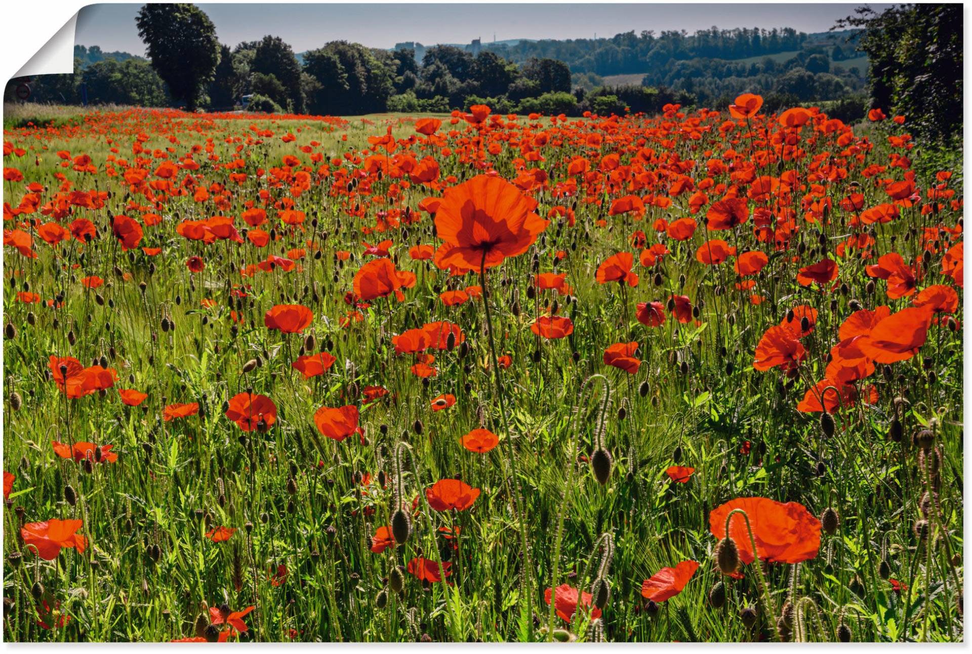 Artland Alu-Dibond-Druck »Mohnblumenwiese II«, Blumenwiese, (1 St.), für Innen- und Aussenbereich geeignet, Outdoorbild von Artland