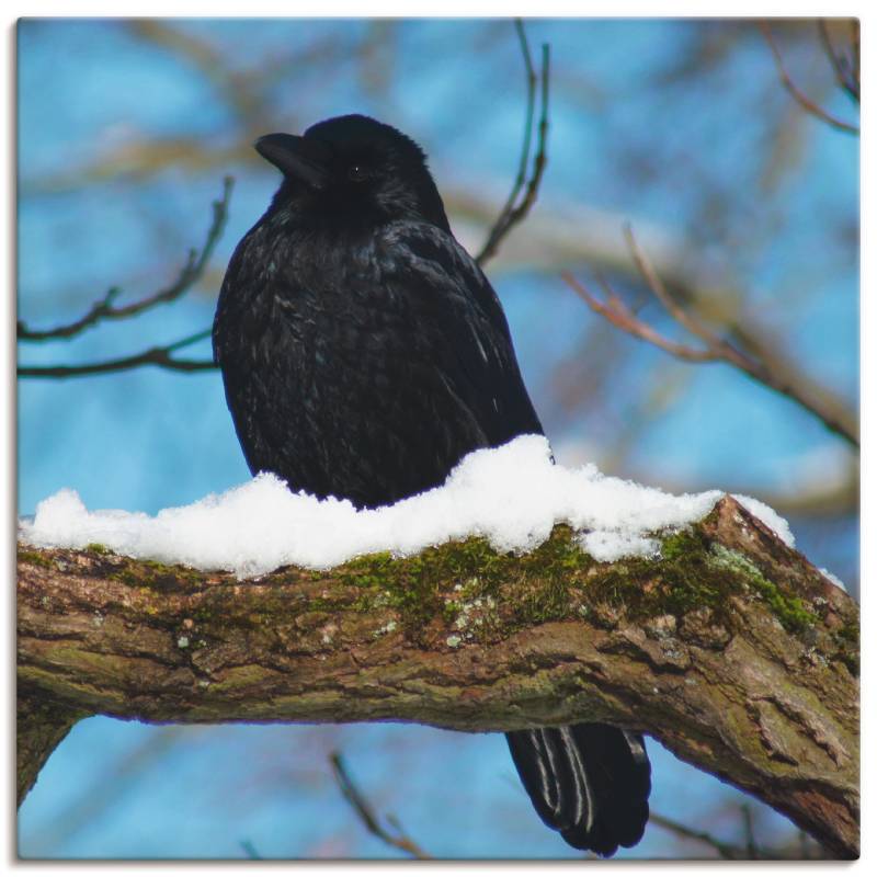 Artland Alu-Dibond-Druck »Rabe im Winter«, Vögel, (1 St.), für Innen- und Aussenbereich geeignet, Outdoorbild von Artland