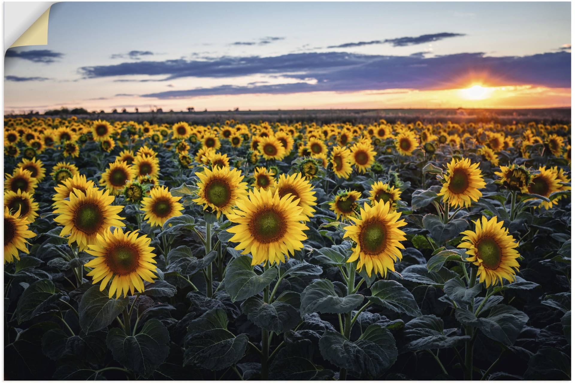 Artland Alu-Dibond-Druck »Sonnenblumenfeld, Sonne im Hintergrund«, Blumenwiese, (1 St.), für Innen- und Aussenbereich geeignet, Outdoorbild von Artland