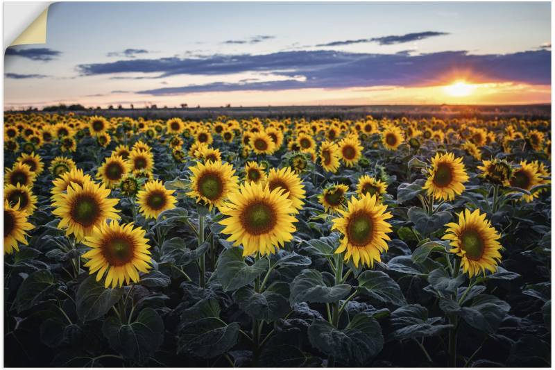 Artland Alu-Dibond-Druck »Sonnenblumenfeld, Sonne im Hintergrund«, Blumenwiese, (1 St.), für Innen- und Aussenbereich geeignet, Outdoorbild von Artland