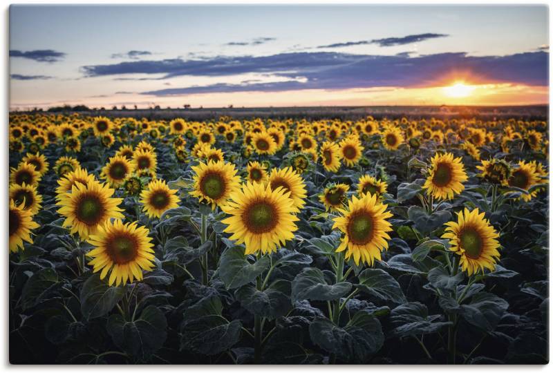 Artland Alu-Dibond-Druck »Sonnenblumenfeld, Sonne im Hintergrund«, Blumenwiese, (1 St.), für Innen- und Aussenbereich geeignet, Outdoorbild von Artland