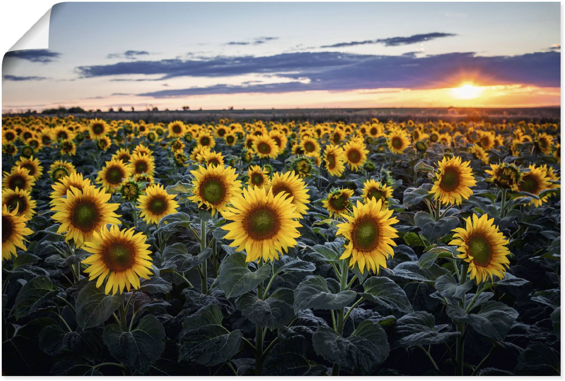 Artland Alu-Dibond-Druck »Sonnenblumenfeld, Sonne im Hintergrund«, Blumenwiese, (1 St.), für Innen- und Aussenbereich geeignet, Outdoorbild von Artland