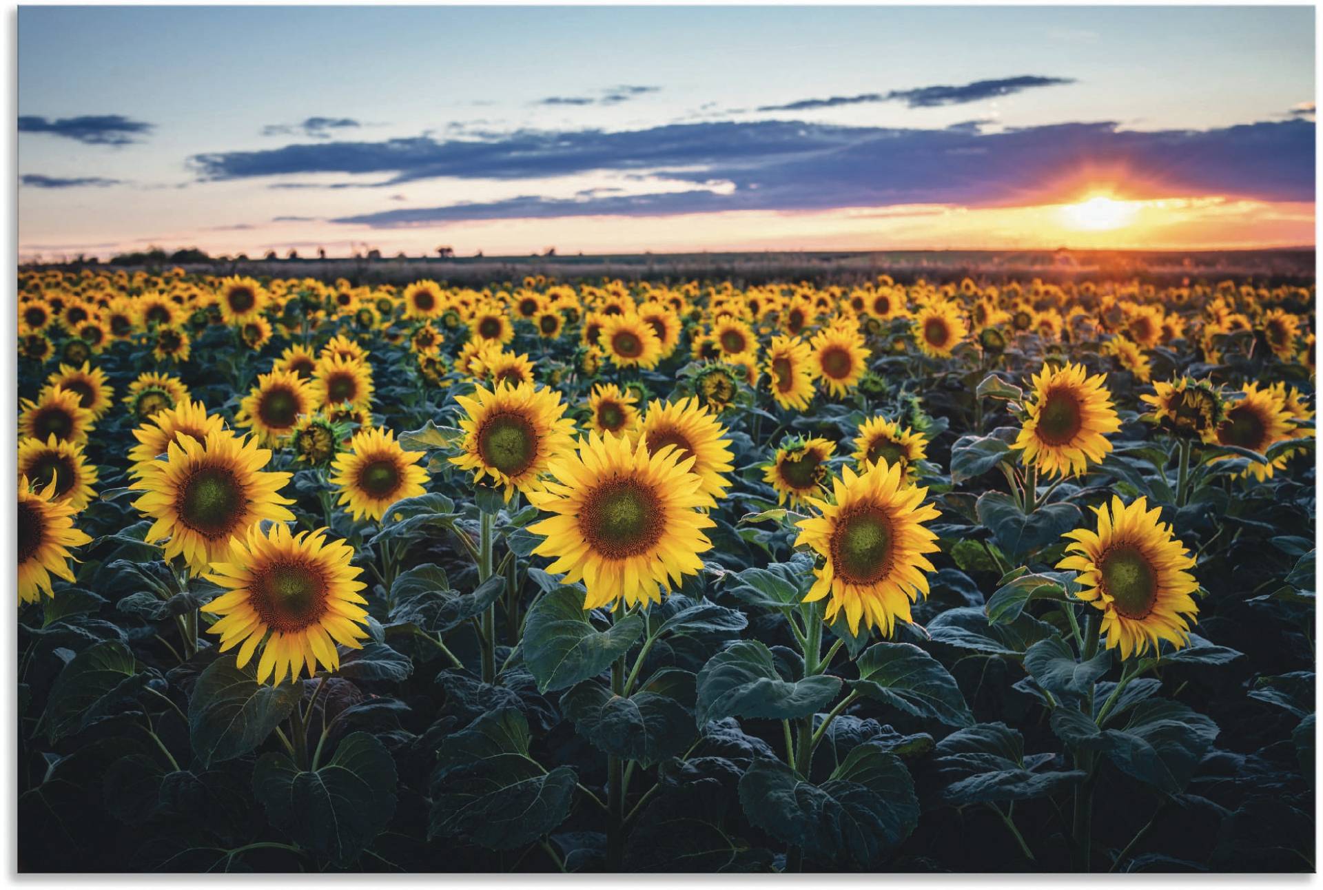 Artland Alu-Dibond-Druck »Sonnenblumenfeld, Sonne im Hintergrund«, Blumenwiese, (1 St.), für Innen- und Aussenbereich geeignet, Outdoorbild von Artland