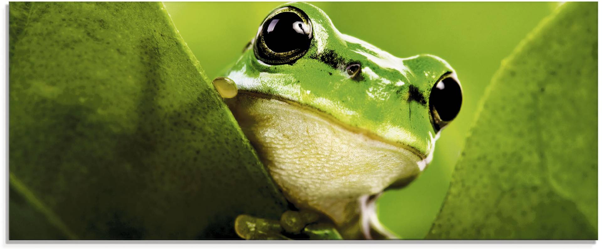 Artland Glasbild »Ausspähender Frosch«, Wassertiere, (1 St.), in verschiedenen Grössen von Artland