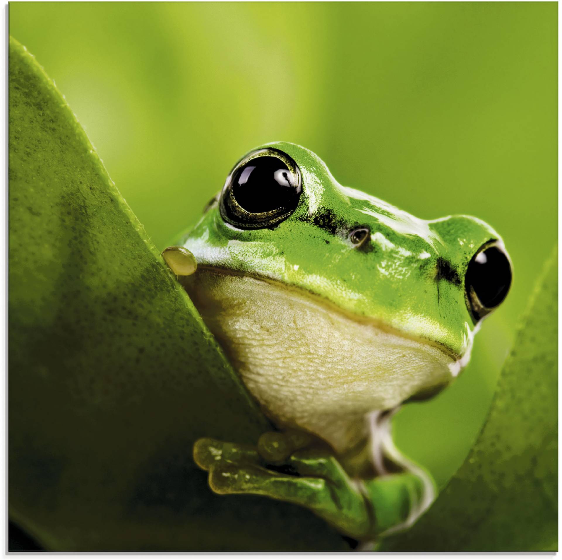 Artland Glasbild »Ausspähender Frosch«, Wassertiere, (1 St.), in verschiedenen Grössen von Artland