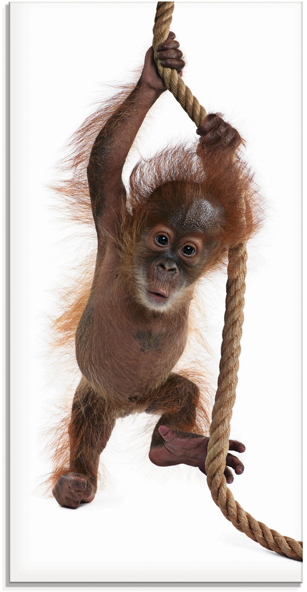 Artland Glasbild »Baby Orang Utan hängt am Seil I«, Wildtiere, (1 St.), in verschiedenen Grössen von Artland