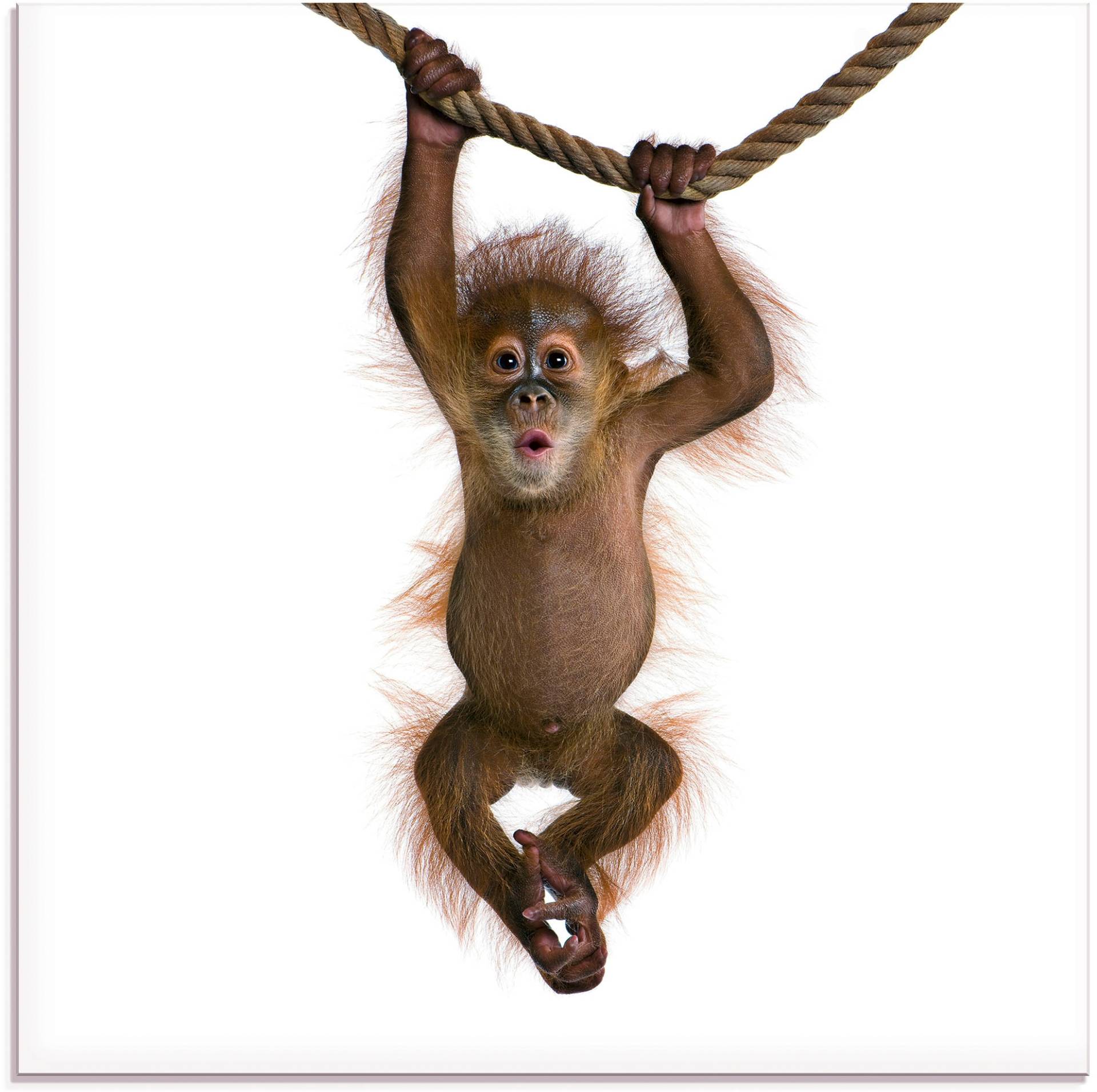 Artland Glasbild »Baby Orang Utan hängt an Seil II«, Wildtiere, (1 St.), in verschiedenen Grössen von Artland