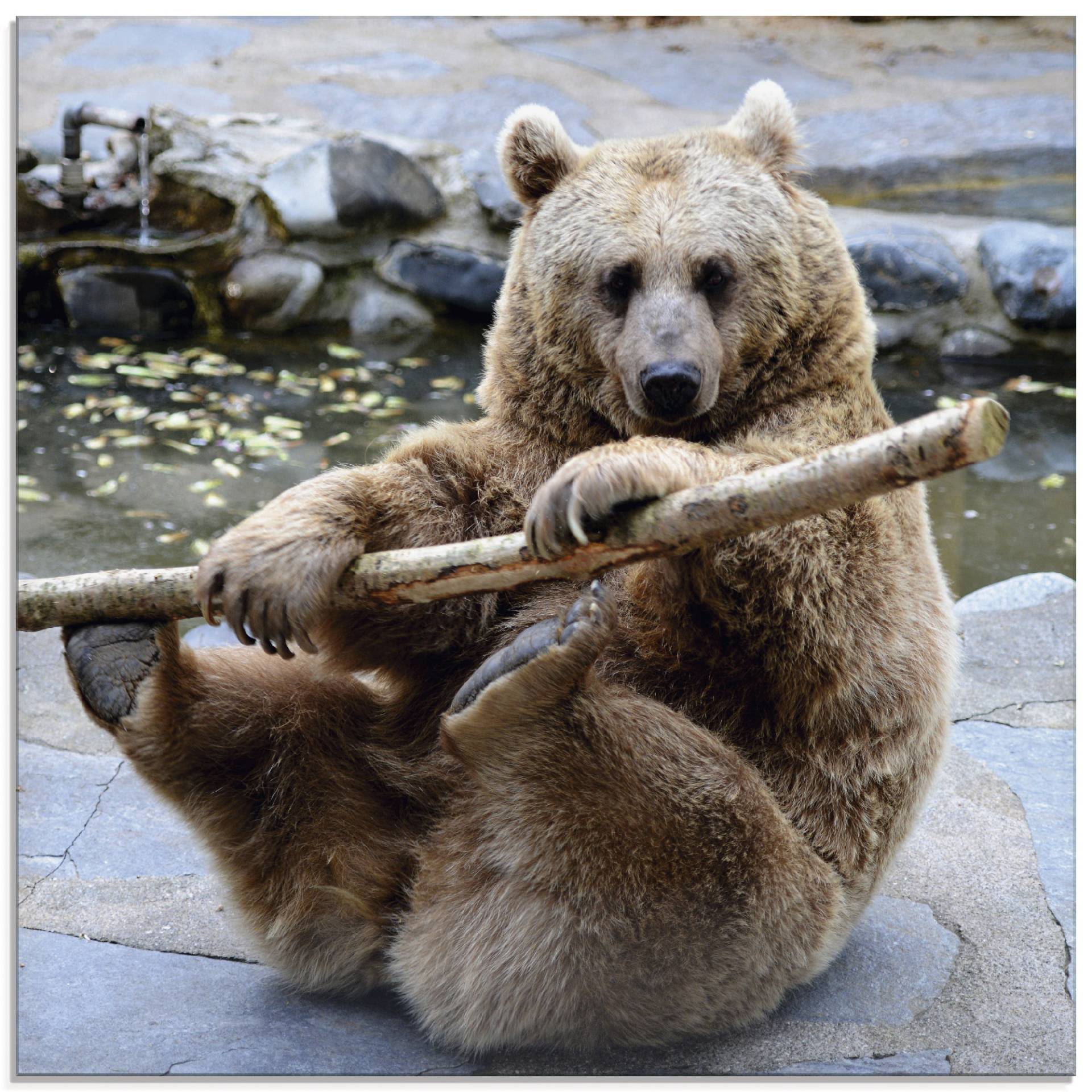 Artland Glasbild »Bär II«, Wildtiere, (1 St.), in verschiedenen Grössen von Artland