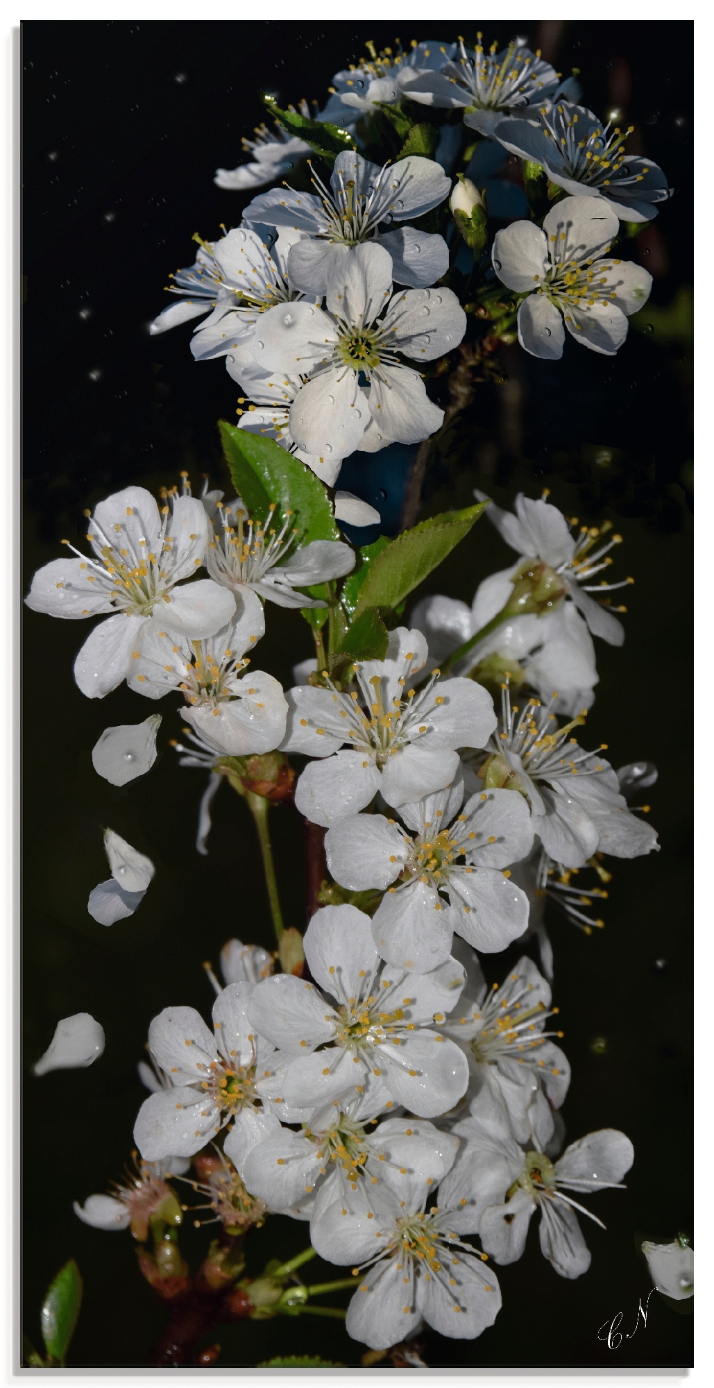 Artland Glasbild »Baumblüte«, Blumen, (1 St.), in verschiedenen Grössen von Artland