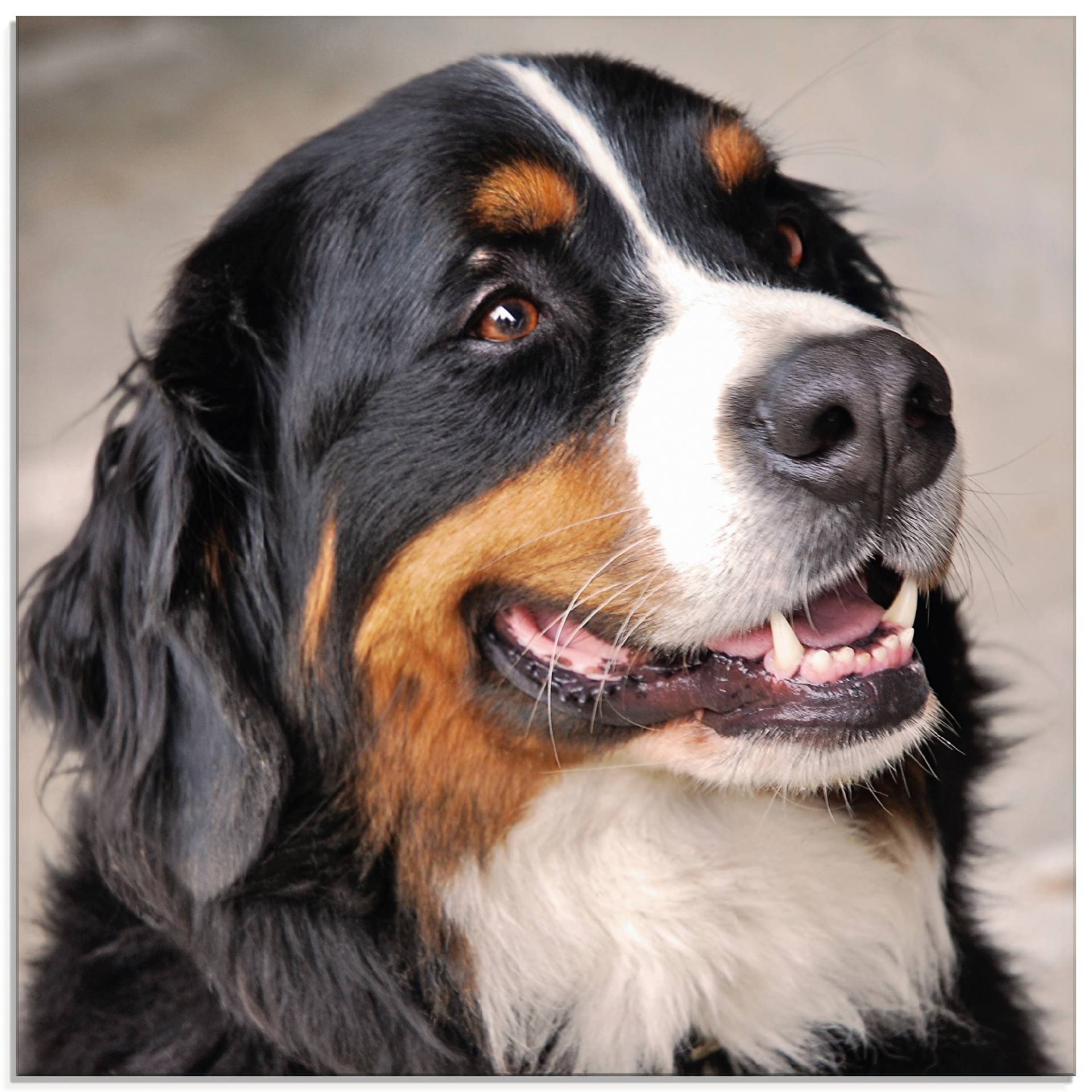 Artland Glasbild »Berner Sennenhund«, Haustiere, (1 St.), in verschiedenen Grössen von Artland