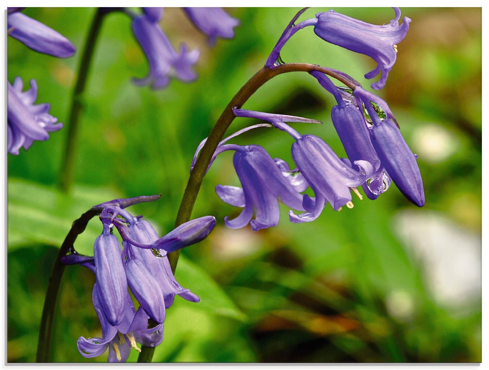 Artland Glasbild »Blumen, Hasenglöckchen«, Blumen, (1 St.), in verschiedenen Grössen von Artland