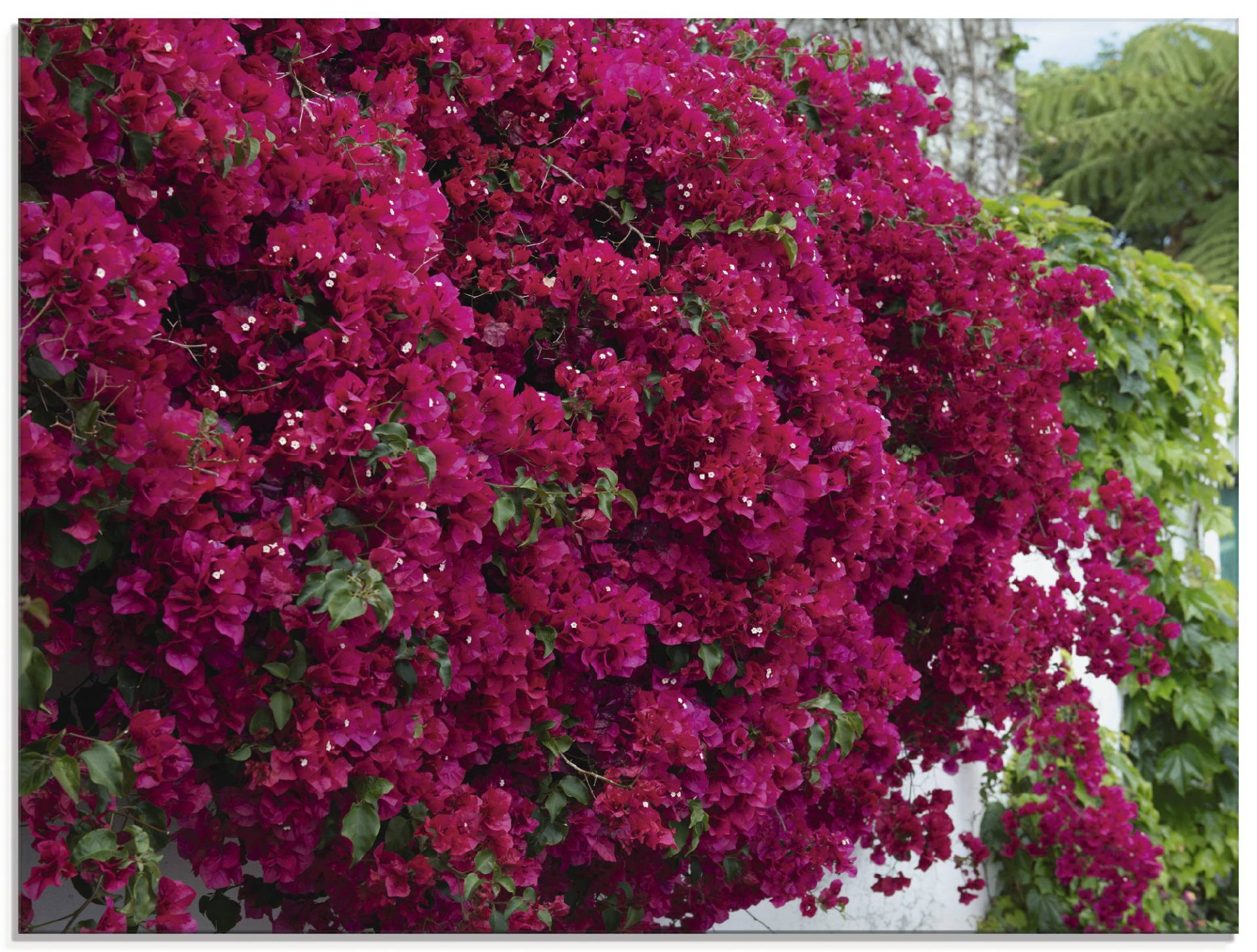 Artland Glasbild »Blumen«, Blumen, (1 St.), in verschiedenen Grössen von Artland