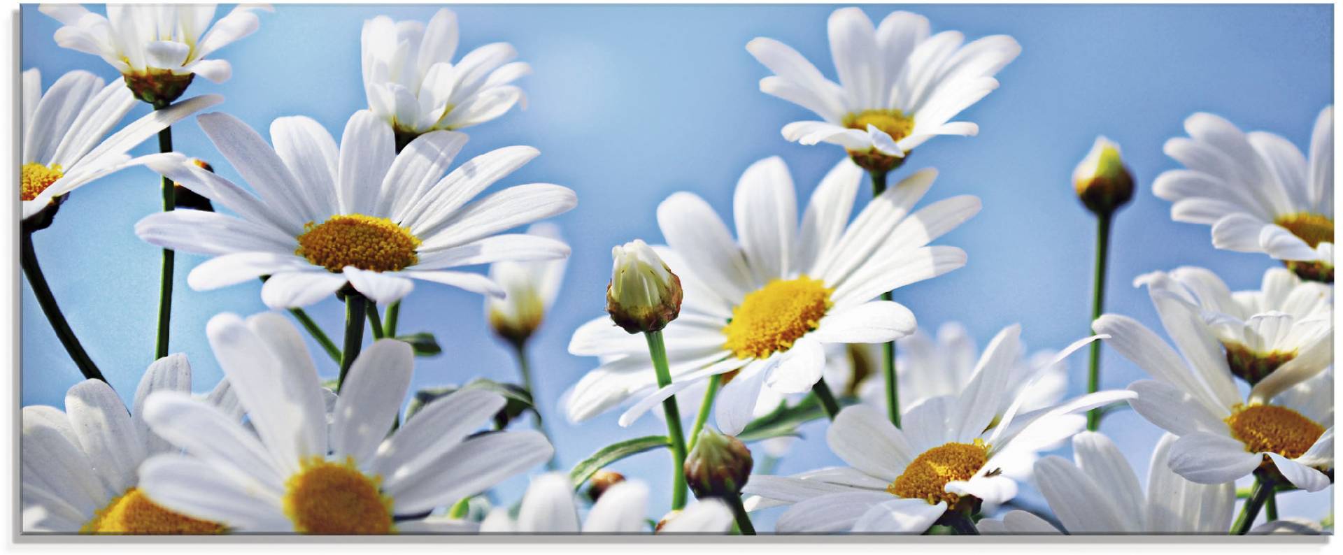 Artland Glasbild »Blumen - Margeriten«, Blumen, (1 St.), in verschiedenen Grössen von Artland