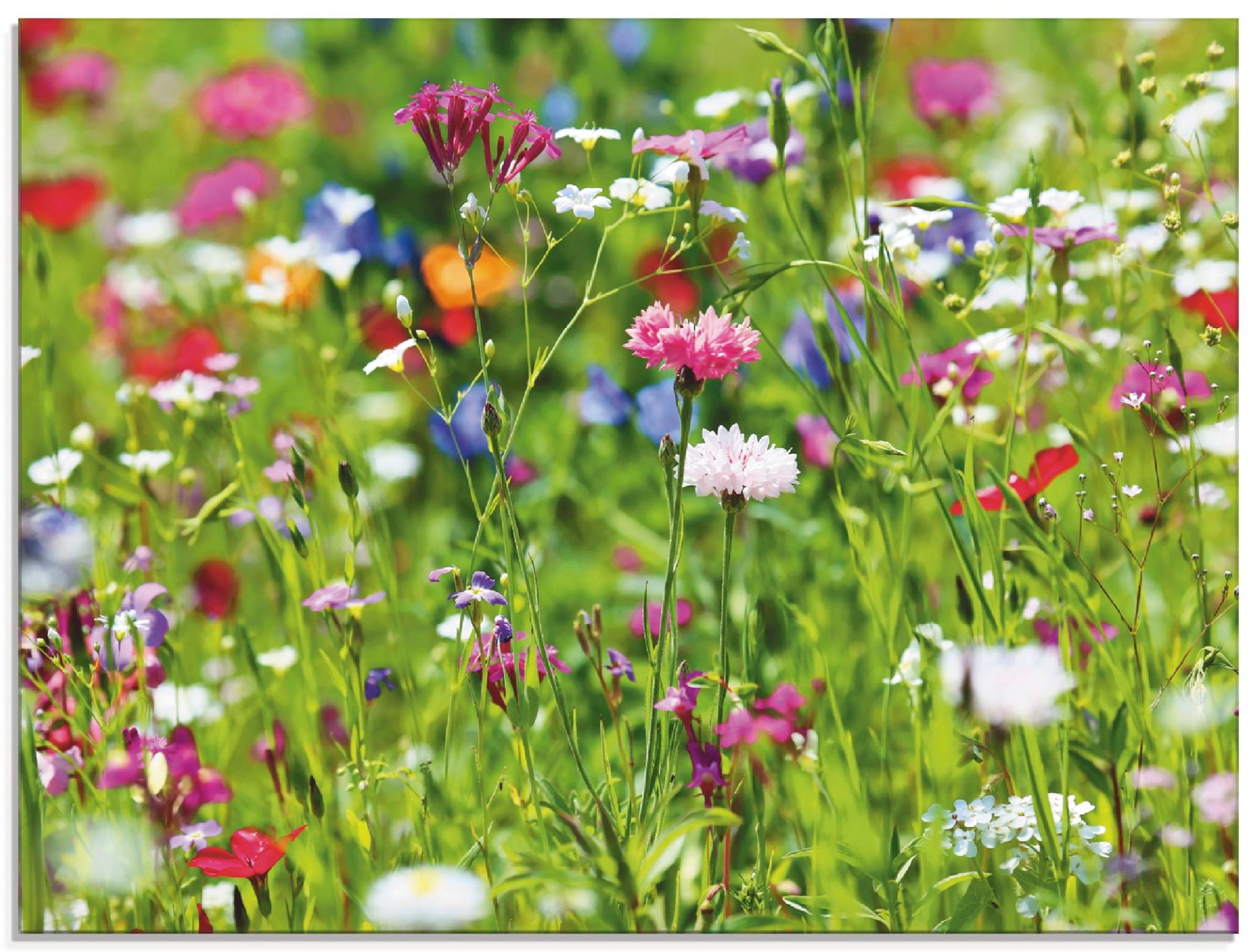 Artland Glasbild »Blumenwiese I«, Blumenwiese, (1 St.), in verschiedenen Grössen von Artland