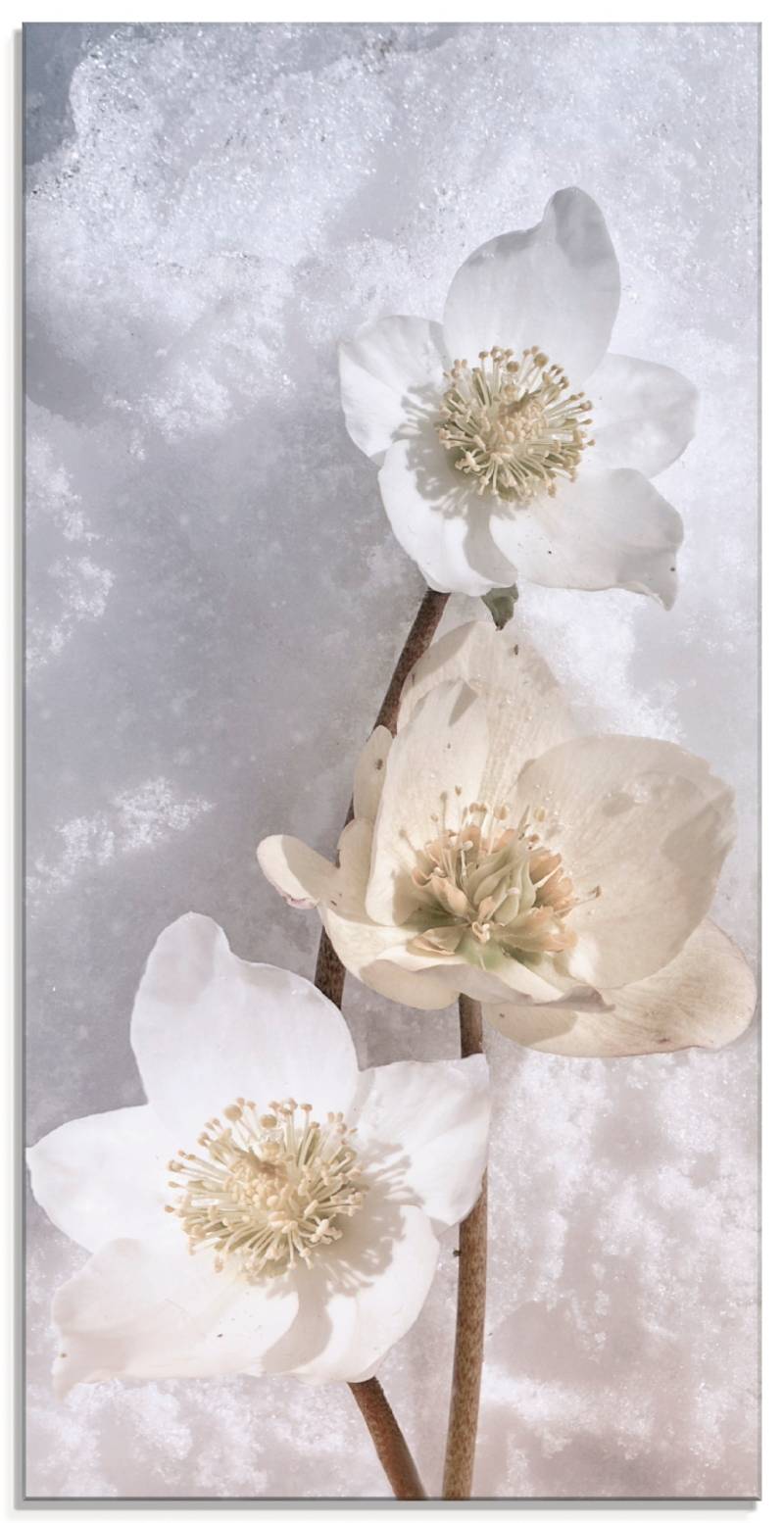 Artland Glasbild »Christrose im Schnee«, Blumen, (1 St.), in verschiedenen Grössen von Artland