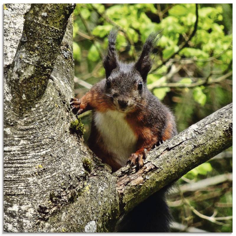 Artland Glasbild »Eichhörnchen Blick«, Wildtiere, (1 St.), in verschiedenen Grössen von Artland