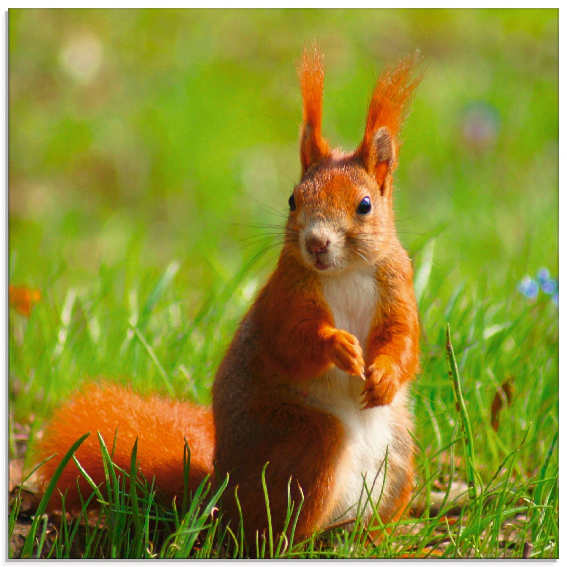 Artland Glasbild »Eichhörnchen Kontakt«, Wildtiere, (1 St.), in verschiedenen Grössen von Artland