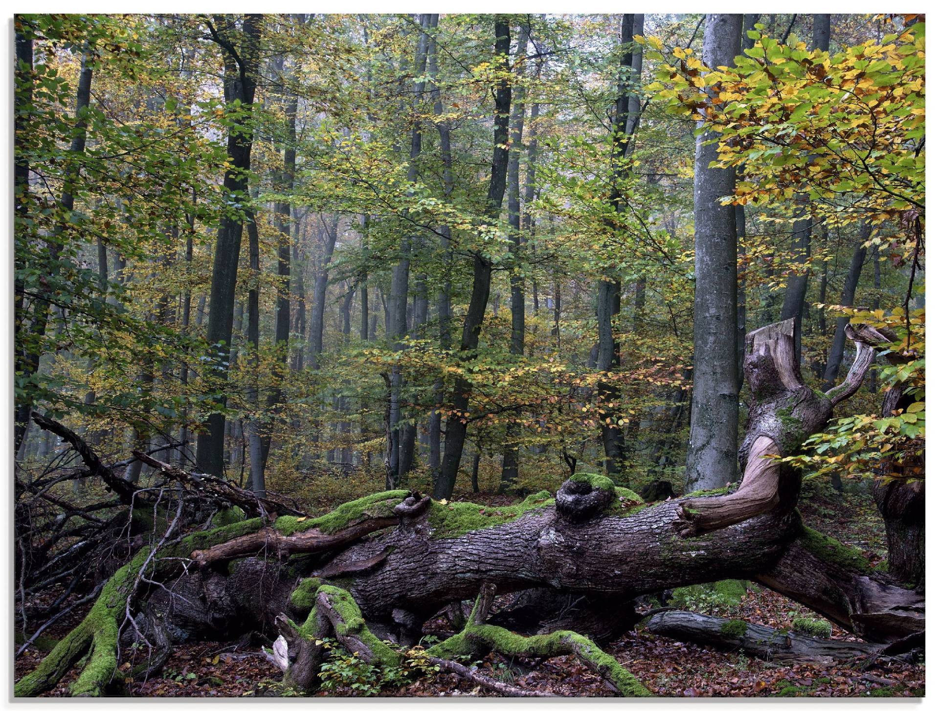 Artland Glasbild »Ein alter Riese, neuer Lebensraum«, Wald, (1 St.), in verschiedenen Grössen von Artland