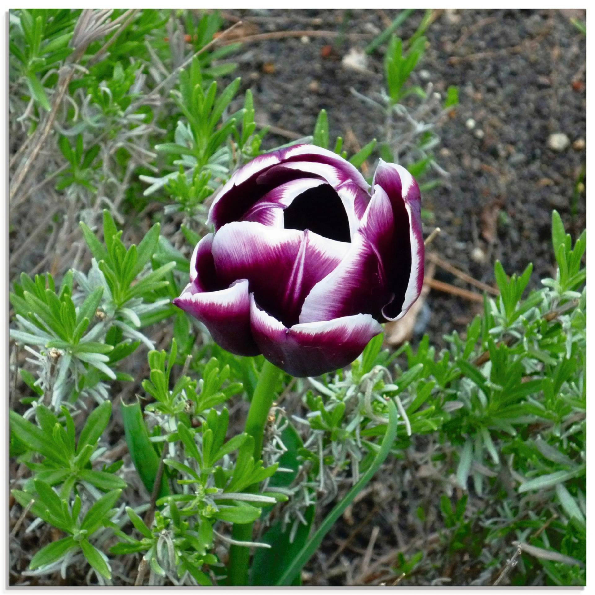 Artland Glasbild »Einsame Schönheit«, Blumen, (1 St.), in verschiedenen Grössen von Artland