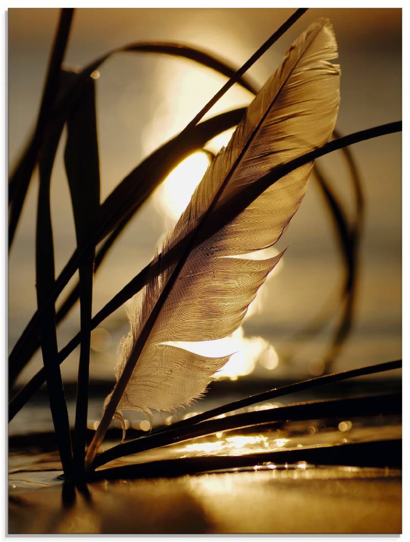 Artland Glasbild »Feder im Abendlicht«, Gräser, (1 St.), in verschiedenen Grössen von Artland