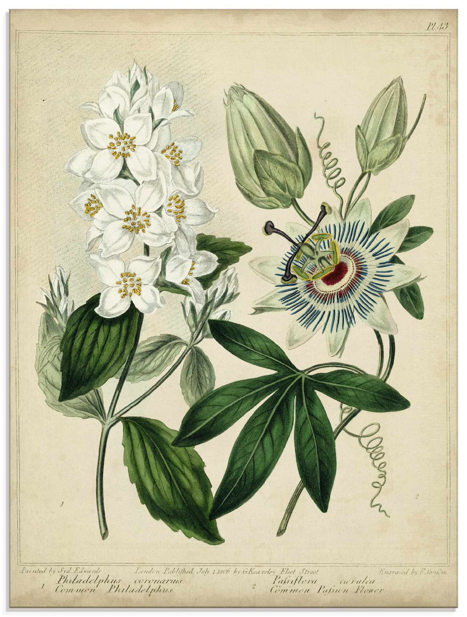 Artland Glasbild »Federnelke II«, Blumen, (1 St.), in verschiedenen Grössen von Artland