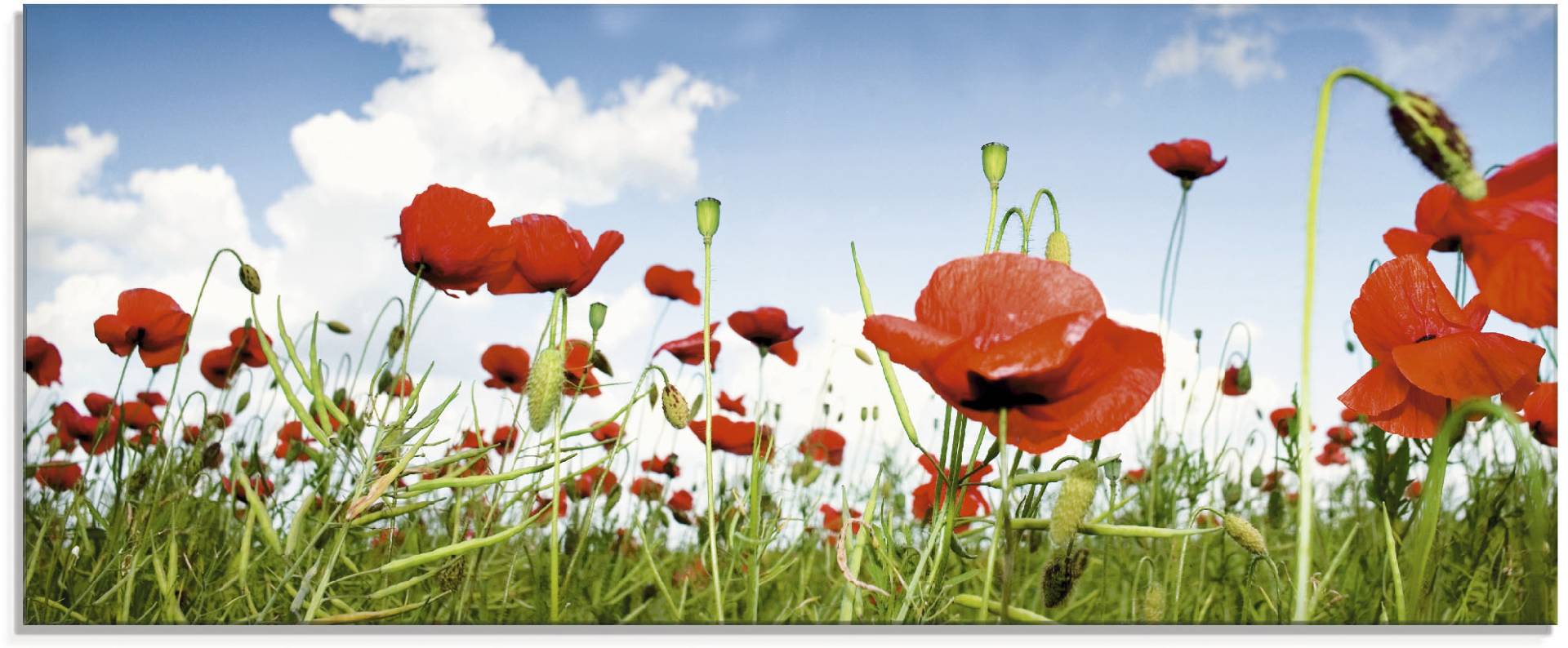 Artland Glasbild »Feld mit Mohnblumen unter Himmel«, Blumenwiese, (1 St.), in verschiedenen Grössen von Artland