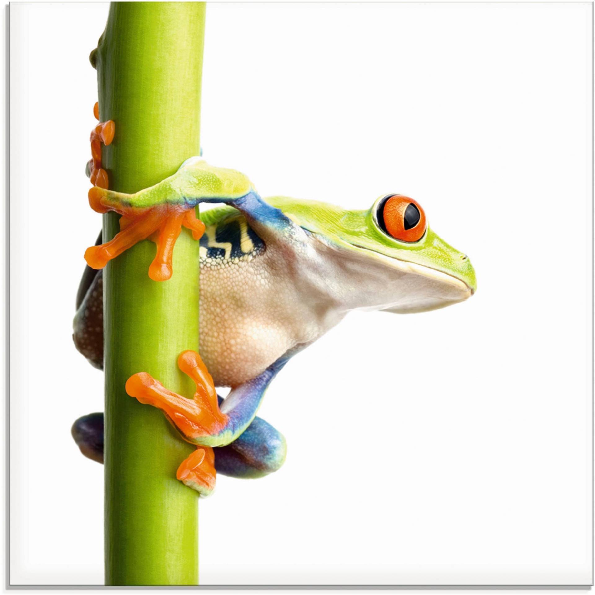 Artland Glasbild »Frosch umfasst einen Pflanzenstengel«, Wassertiere, (1 St.) von Artland