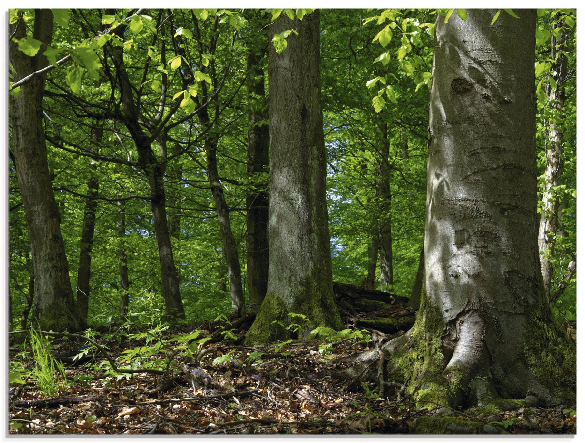 Artland Glasbild »Frühling im Buchenwald«, Wald, (1 St.), in verschiedenen Grössen von Artland