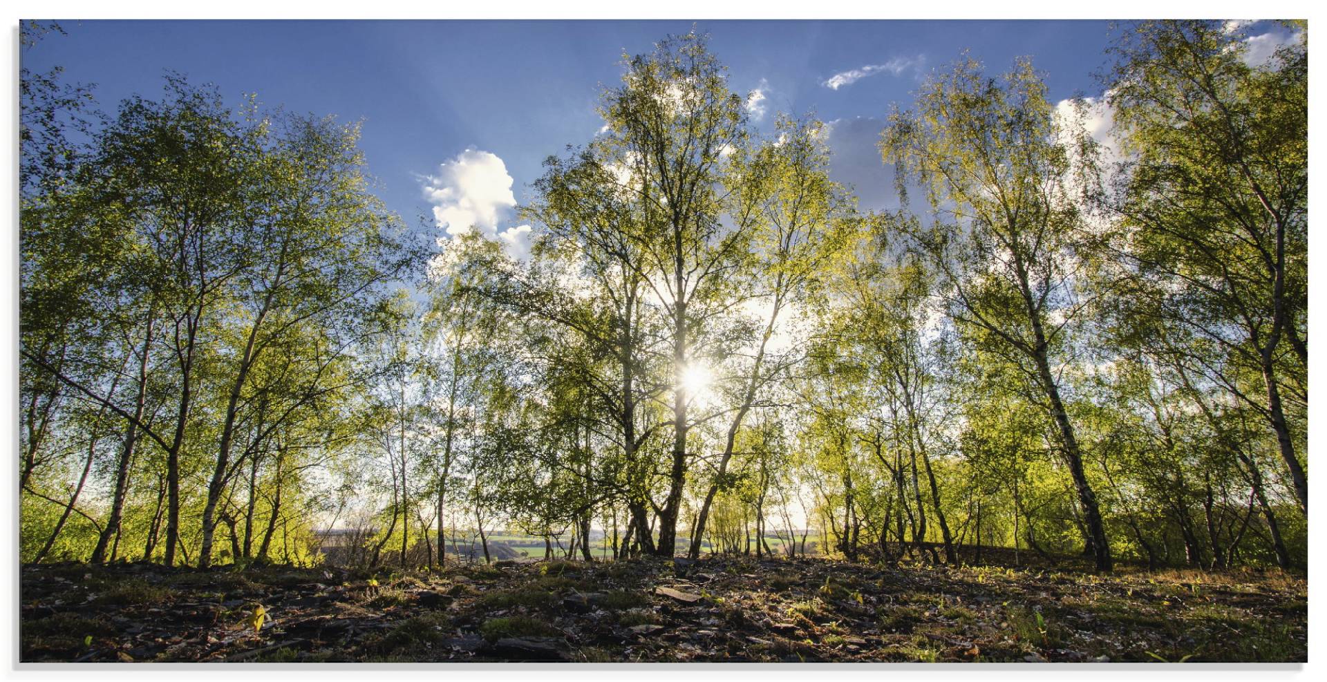 Artland Glasbild »Frühlingssonne«, Wald, (1 St.), in verschiedenen Grössen von Artland