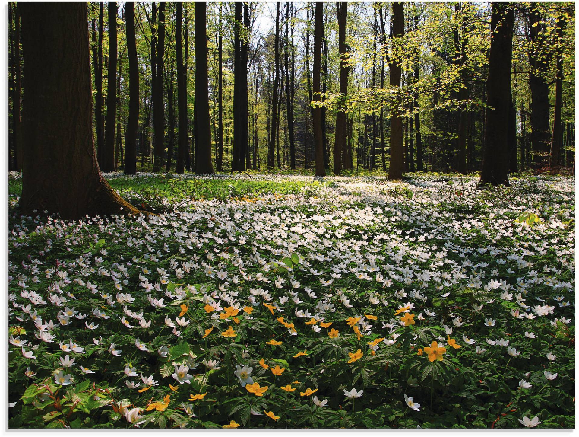 Artland Glasbild »Frühlingswald bedeckt mit Windröschen«, Wald, (1 St.), in verschiedenen Grössen von Artland