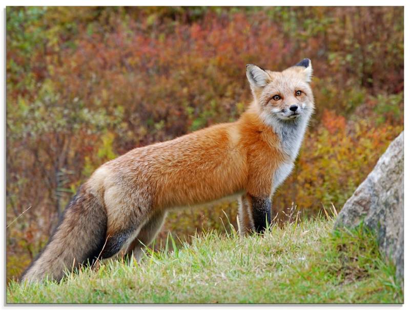 Artland Glasbild »Fuchs I«, Wildtiere, (1 St.), in verschiedenen Grössen von Artland