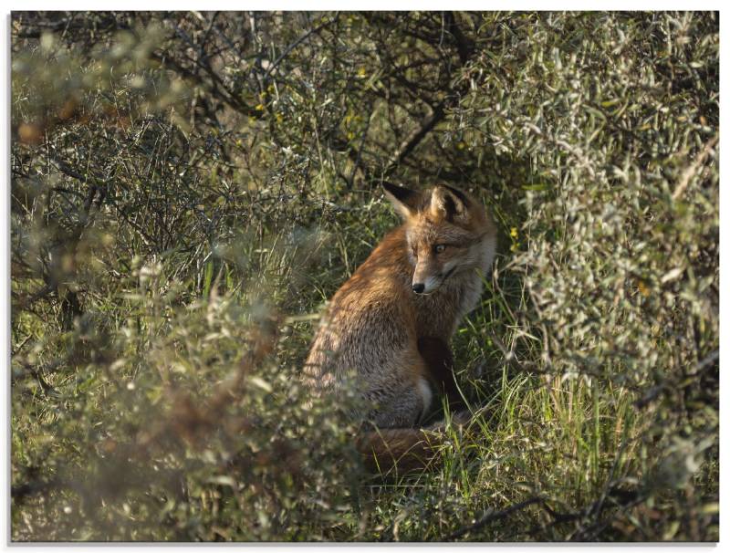 Artland Glasbild »Fuchs II«, Wildtiere, (1 St.), in verschiedenen Grössen von Artland