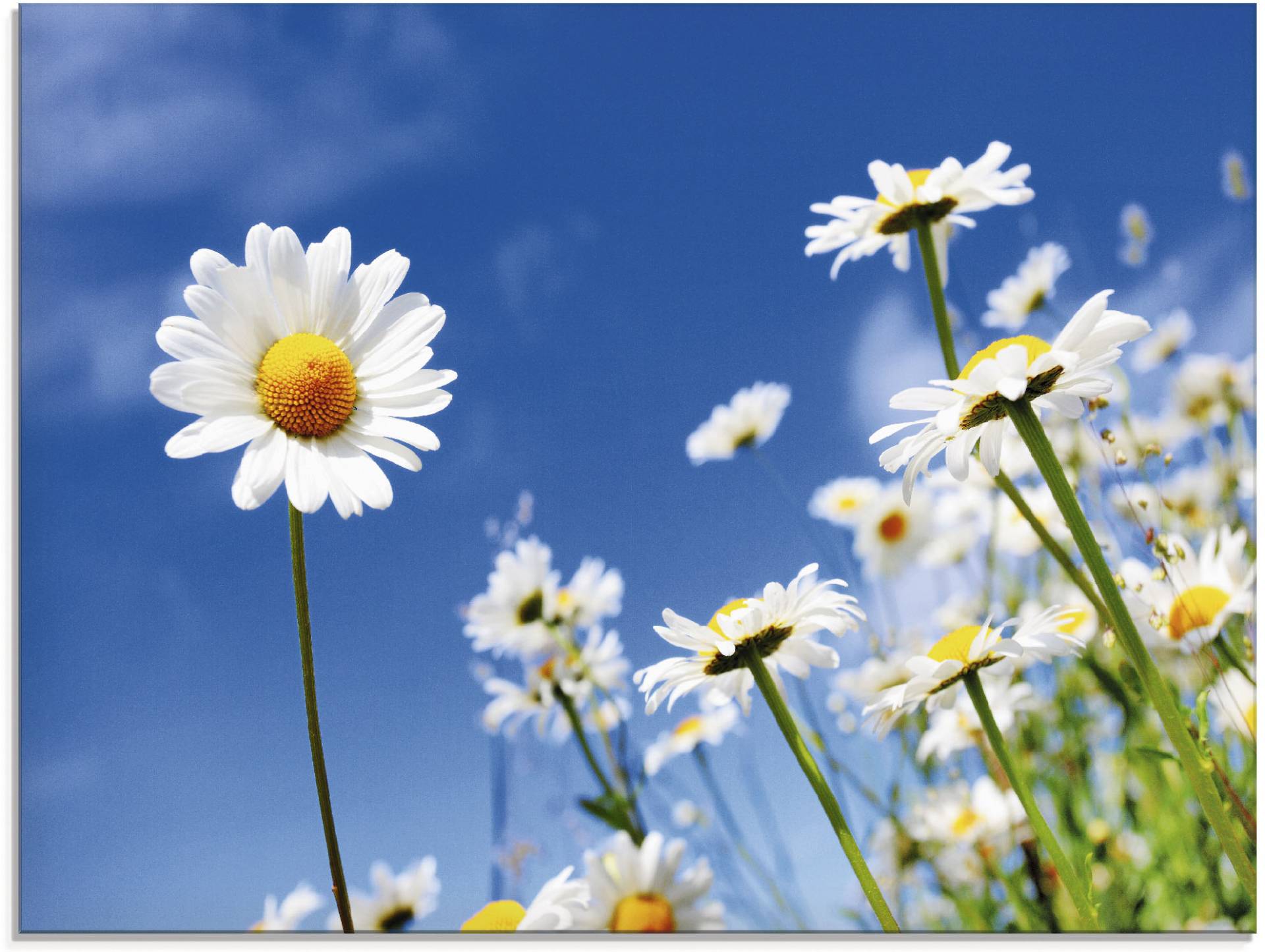 Artland Glasbild »Gänseblümchen«, Blumenwiese, (1 St.), in verschiedenen Grössen von Artland