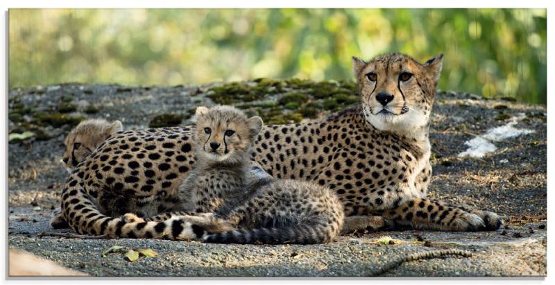 Artland Glasbild »Gepard 2«, Wildtiere, (1 St.), in verschiedenen Grössen von Artland