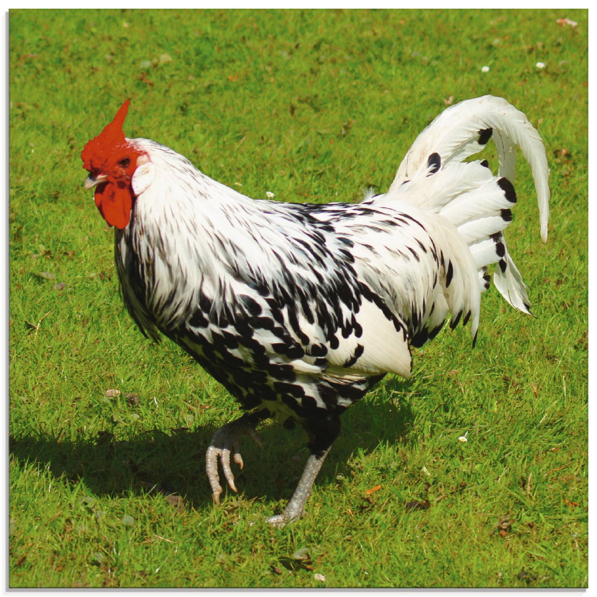 Artland Glasbild »Gepunktetes Huhn«, Vögel, (1 St.), in verschiedenen Grössen von Artland