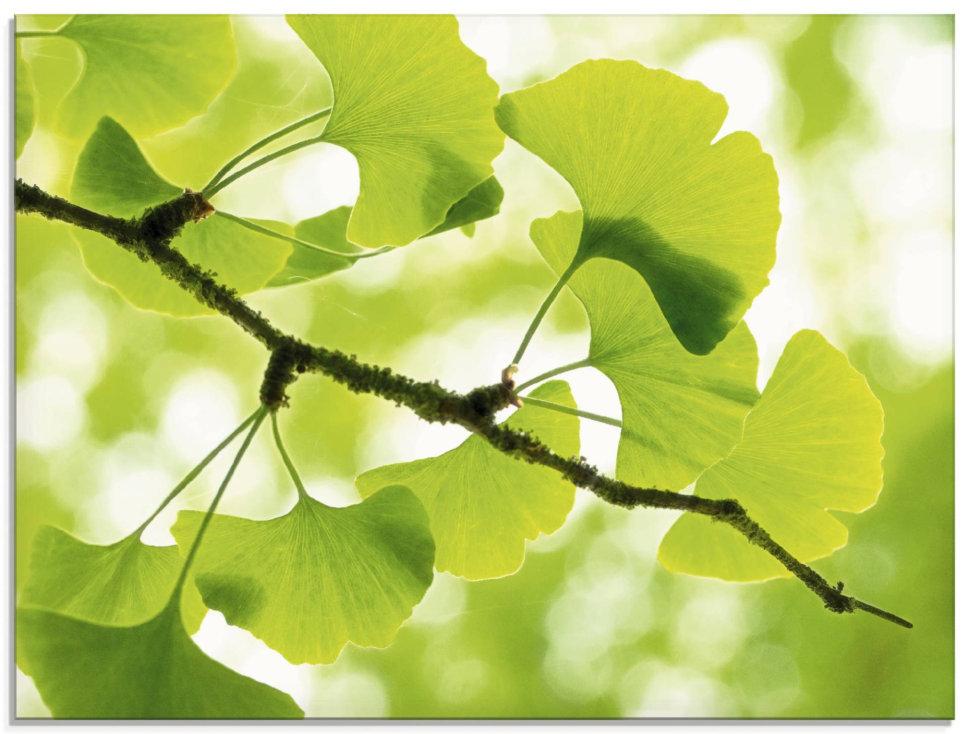 Artland Glasbild »Ginkgo«, Blätter, (1 St.), in verschiedenen Grössen von Artland