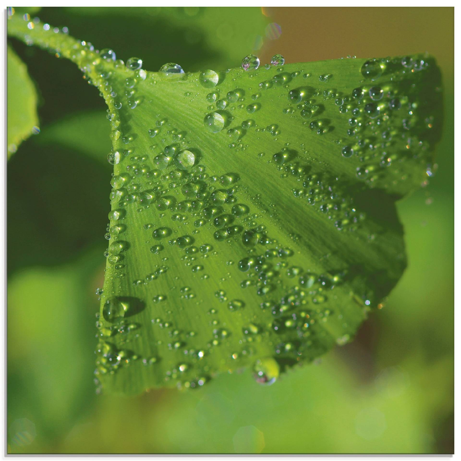 Artland Glasbild »Ginkgo«, Blätter, (1 St.), in verschiedenen Grössen von Artland