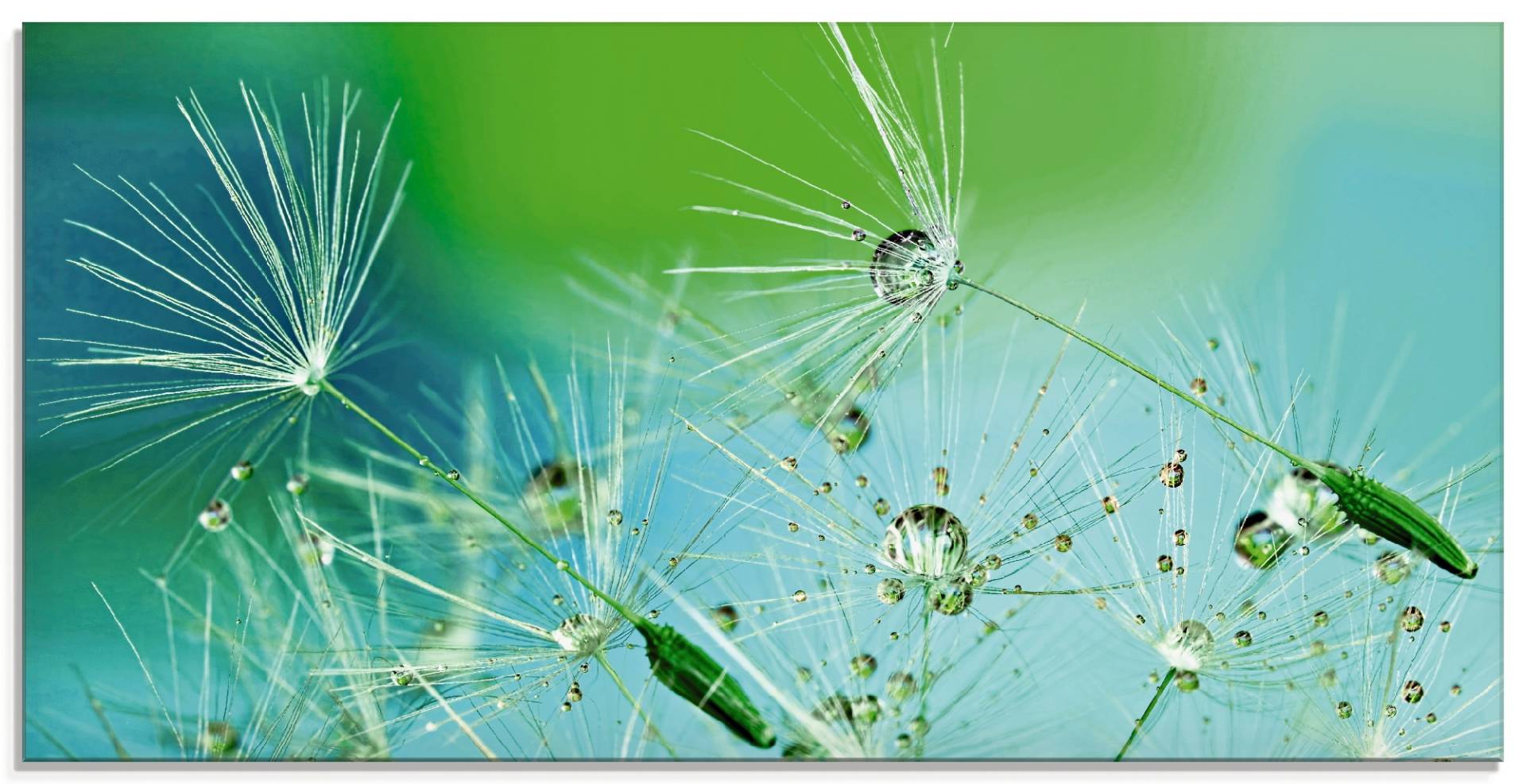 Artland Glasbild »Glitzernde Pustblumen mit Wassertropfen«, Blumen, (1 St.), in verschiedenen Grössen von Artland