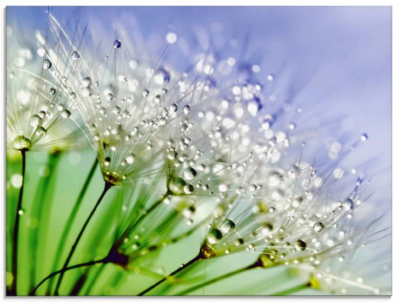 Artland Glasbild »Glitzernde Pusteblume«, Blumen, (1 St.), in verschiedenen Grössen von Artland