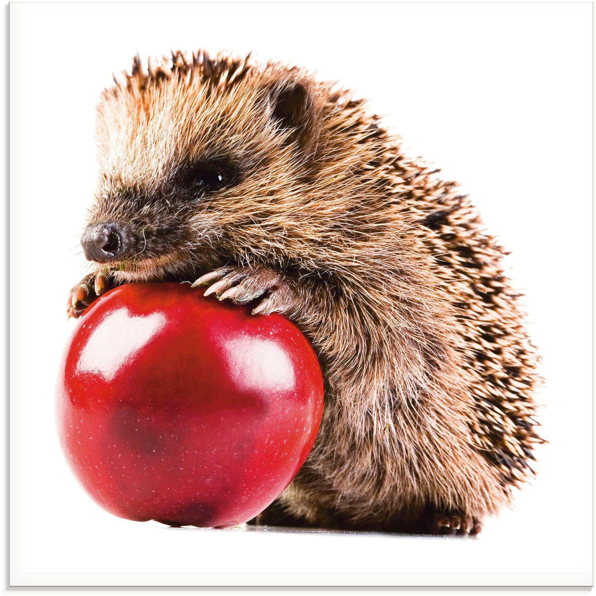 Artland Glasbild »Glücklicher Igel«, Wildtiere, (1 St.), in verschiedenen Grössen von Artland