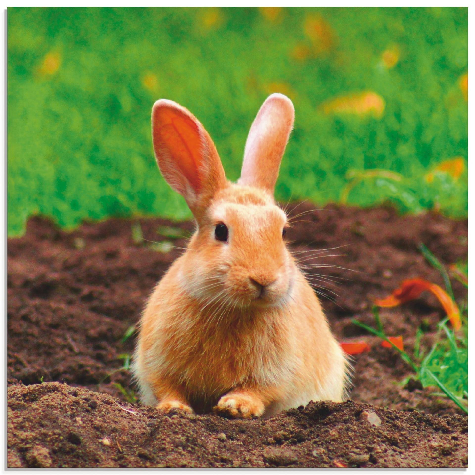 Artland Glasbild »Glückliches Zwergkaninchen«, Wildtiere, (1 St.), in verschiedenen Grössen von Artland