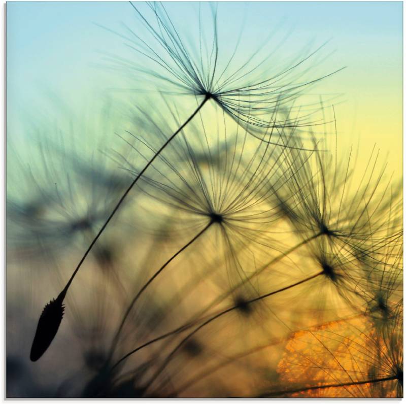 Artland Glasbild »Goldener Sonnenuntergang und Pusteblumen«, Blumen, (1 St.), in verschiedenen Grössen von Artland