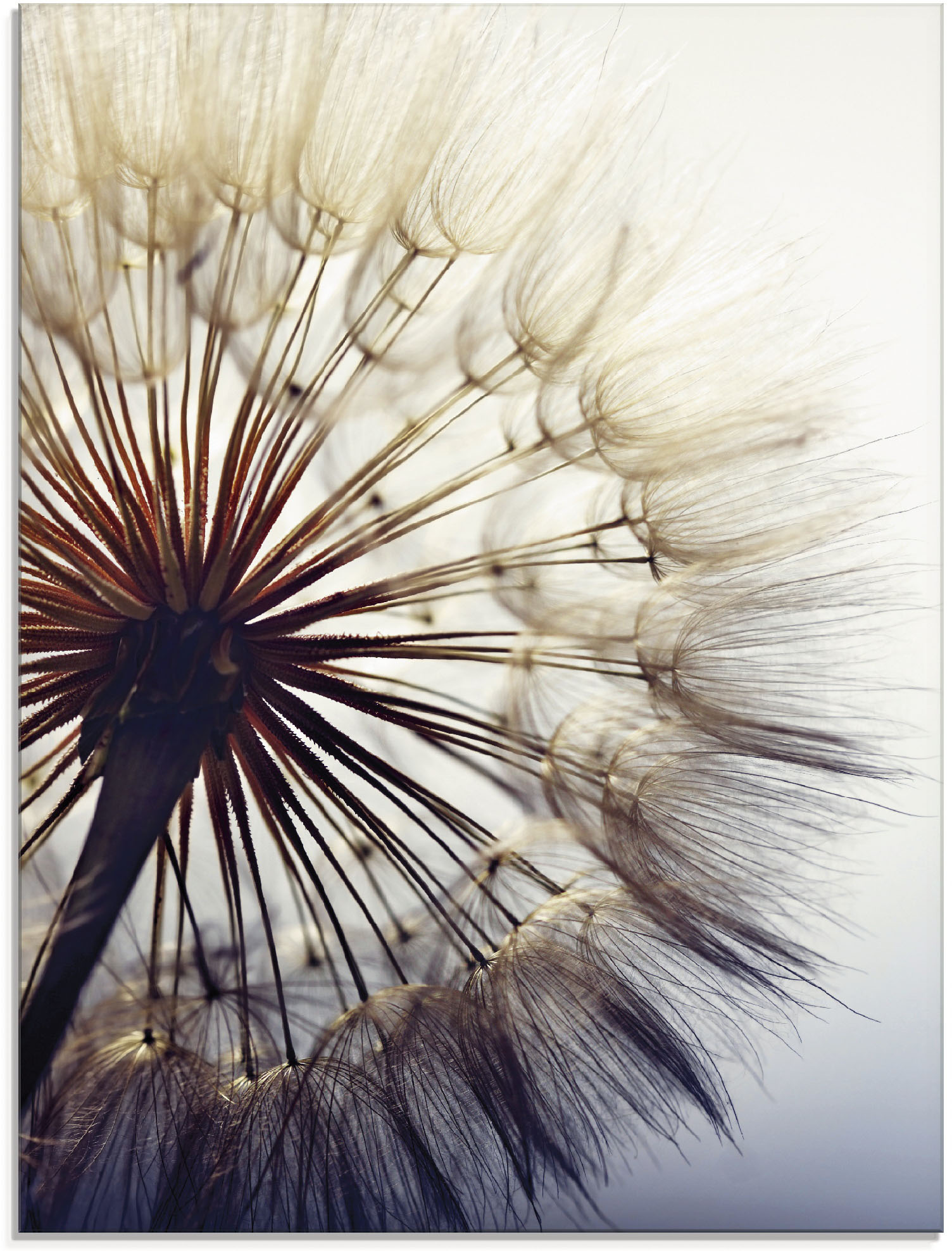 Artland Glasbild »Grosse Pusteblume«, Blumen, (1 St.), in verschiedenen Grössen von Artland