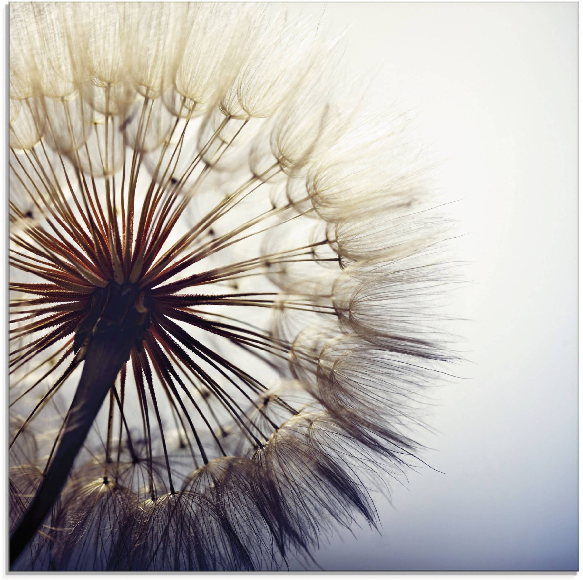 Artland Glasbild »Grosse Pusteblume«, Blumen, (1 St.), in verschiedenen Grössen von Artland