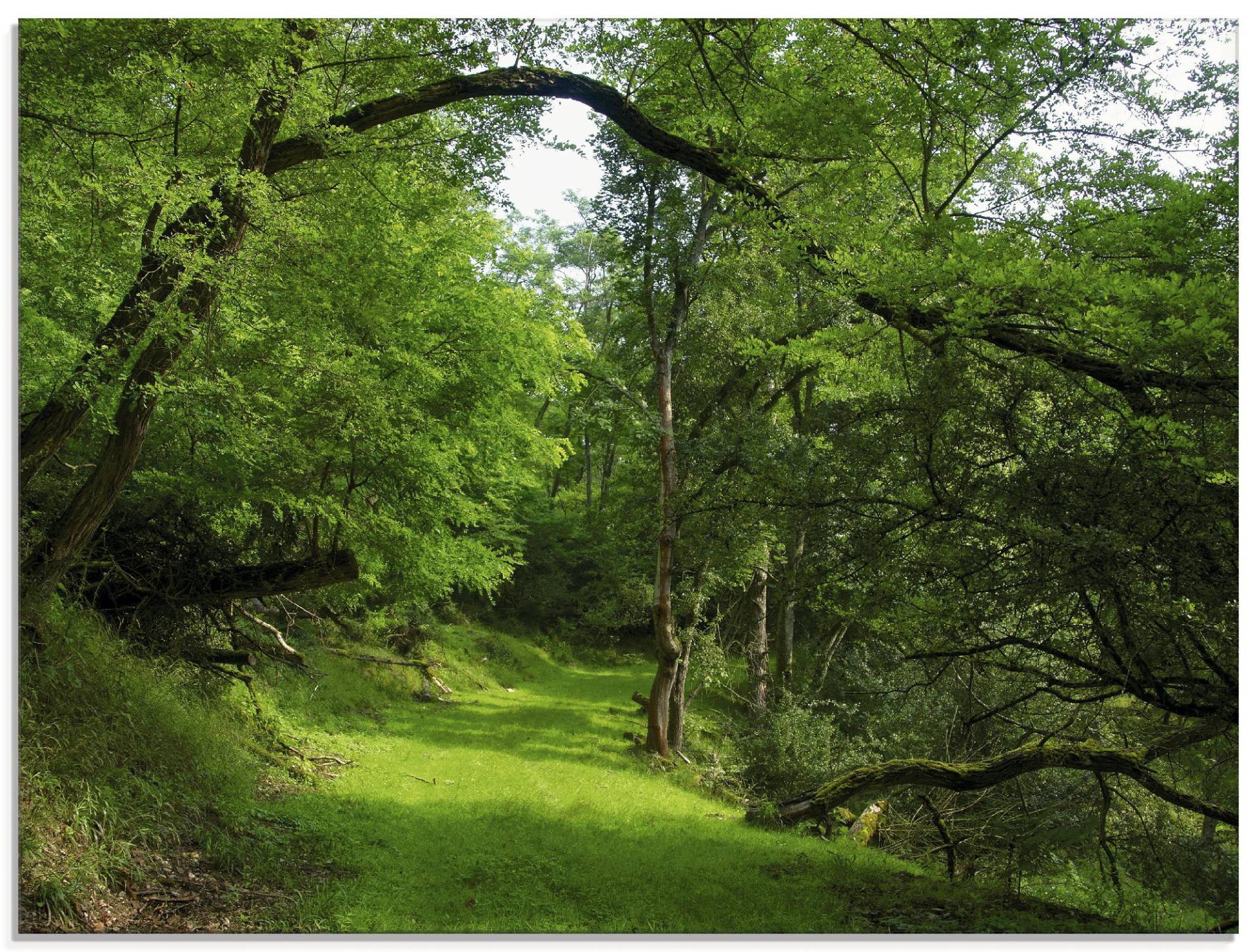 Artland Glasbild »Grüner Weg durch den Wald«, Wald, (1 St.), in verschiedenen Grössen von Artland